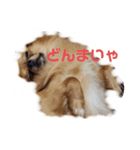 チワワの《お言葉》（個別スタンプ：7）