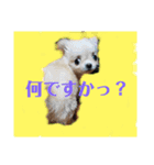 チワワの《お言葉》（個別スタンプ：8）