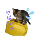 Cats stamp（個別スタンプ：1）
