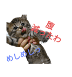 Cats stamp（個別スタンプ：2）