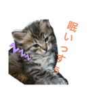 Cats stamp（個別スタンプ：3）