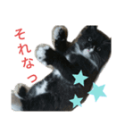 Cats stamp（個別スタンプ：4）