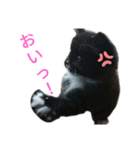 Cats stamp（個別スタンプ：5）