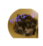 Cats stamp（個別スタンプ：6）