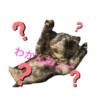 Cats stamp（個別スタンプ：7）
