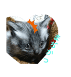 Cats stamp（個別スタンプ：8）
