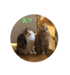 団子猫7兄弟のスタンプです。（個別スタンプ：1）