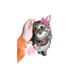団子猫7兄弟のスタンプです。（個別スタンプ：2）