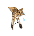 団子猫7兄弟のスタンプです。（個別スタンプ：5）