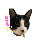 団子猫7兄弟のスタンプです。（個別スタンプ：6）