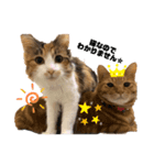団子猫7兄弟のスタンプです。（個別スタンプ：7）