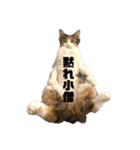 団子猫7兄弟のスタンプです。（個別スタンプ：8）