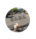 チョコの独り言スタンプ（個別スタンプ：5）