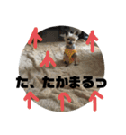 チョコの独り言スタンプ（個別スタンプ：6）
