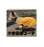 チョコの独り言スタンプ（個別スタンプ：14）