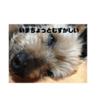 チョコの独り言スタンプ（個別スタンプ：17）