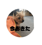 チョコの独り言スタンプ（個別スタンプ：22）