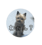 チョコの独り言スタンプ（個別スタンプ：24）