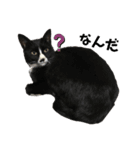 かわいい〜猫★★（個別スタンプ：1）