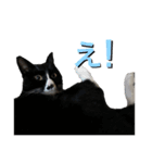 かわいい〜猫★★（個別スタンプ：2）