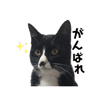 かわいい〜猫★★（個別スタンプ：4）