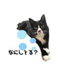かわいい〜猫★★（個別スタンプ：5）