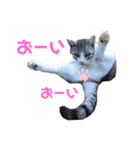 かわいい〜猫★★（個別スタンプ：10）