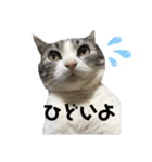 かわいい〜猫★★（個別スタンプ：12）