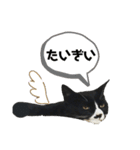 かわいい〜猫★★（個別スタンプ：13）