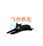 かわいい〜猫★★（個別スタンプ：14）