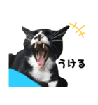 かわいい〜猫★★（個別スタンプ：15）