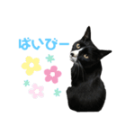かわいい〜猫★★（個別スタンプ：16）