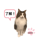 COCO (1)（個別スタンプ：2）
