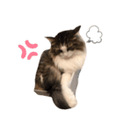 COCO (1)（個別スタンプ：7）