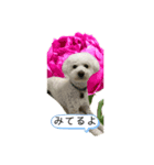 ロン 2020①（個別スタンプ：5）