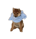 わたしの御犬様（個別スタンプ：1）