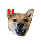 わたしの御犬様（個別スタンプ：2）