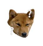 わたしの御犬様（個別スタンプ：3）