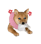 わたしの御犬様（個別スタンプ：4）