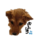 わたしの御犬様（個別スタンプ：5）