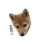 わたしの御犬様（個別スタンプ：6）