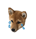 わたしの御犬様（個別スタンプ：7）
