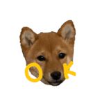 わたしの御犬様（個別スタンプ：8）