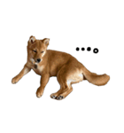 わたしの御犬様（個別スタンプ：9）