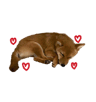 わたしの御犬様（個別スタンプ：10）