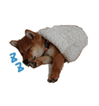 わたしの御犬様（個別スタンプ：11）