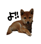 わたしの御犬様（個別スタンプ：12）