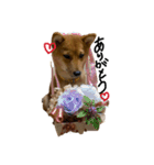 わたしの御犬様（個別スタンプ：13）