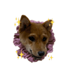わたしの御犬様（個別スタンプ：14）