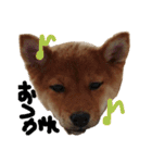 わたしの御犬様（個別スタンプ：15）